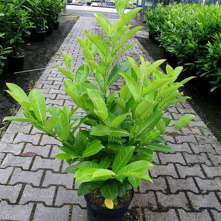 Kirschlorbeer 'Rotundifolia' (Prunus lauroc.)