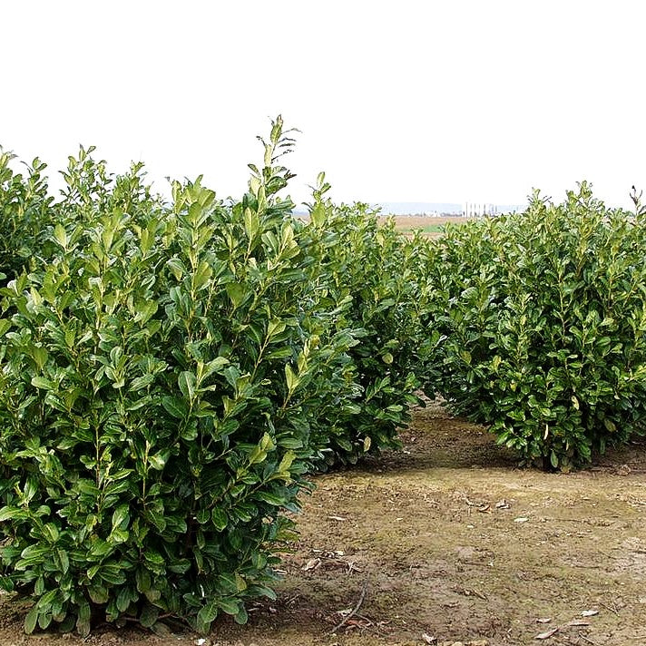 Kirschlorbeer 'Rotundifolia' (Prunus lauroc.)