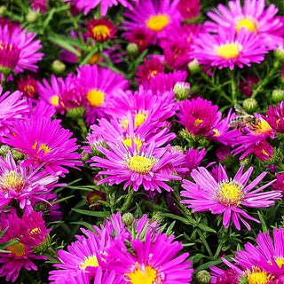 Kissen-Aster 'Alice Haslam' (Aster dumosus)