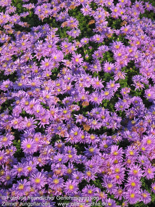 Kissen-Aster 'Augenweide' (Aster dumosus)