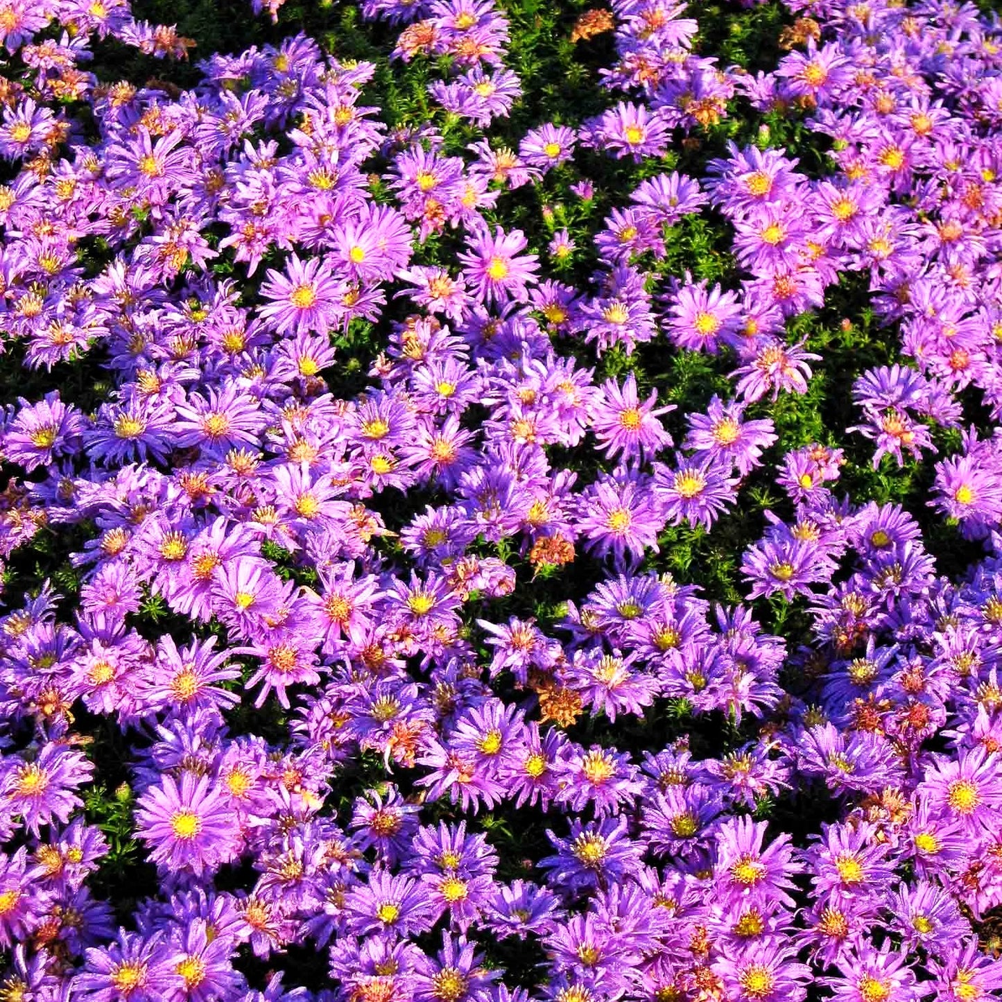 Kissen-Aster 'Augenweide' (Aster dumosus)