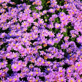 Kissen-Aster 'Augenweide' (Aster dumosus)