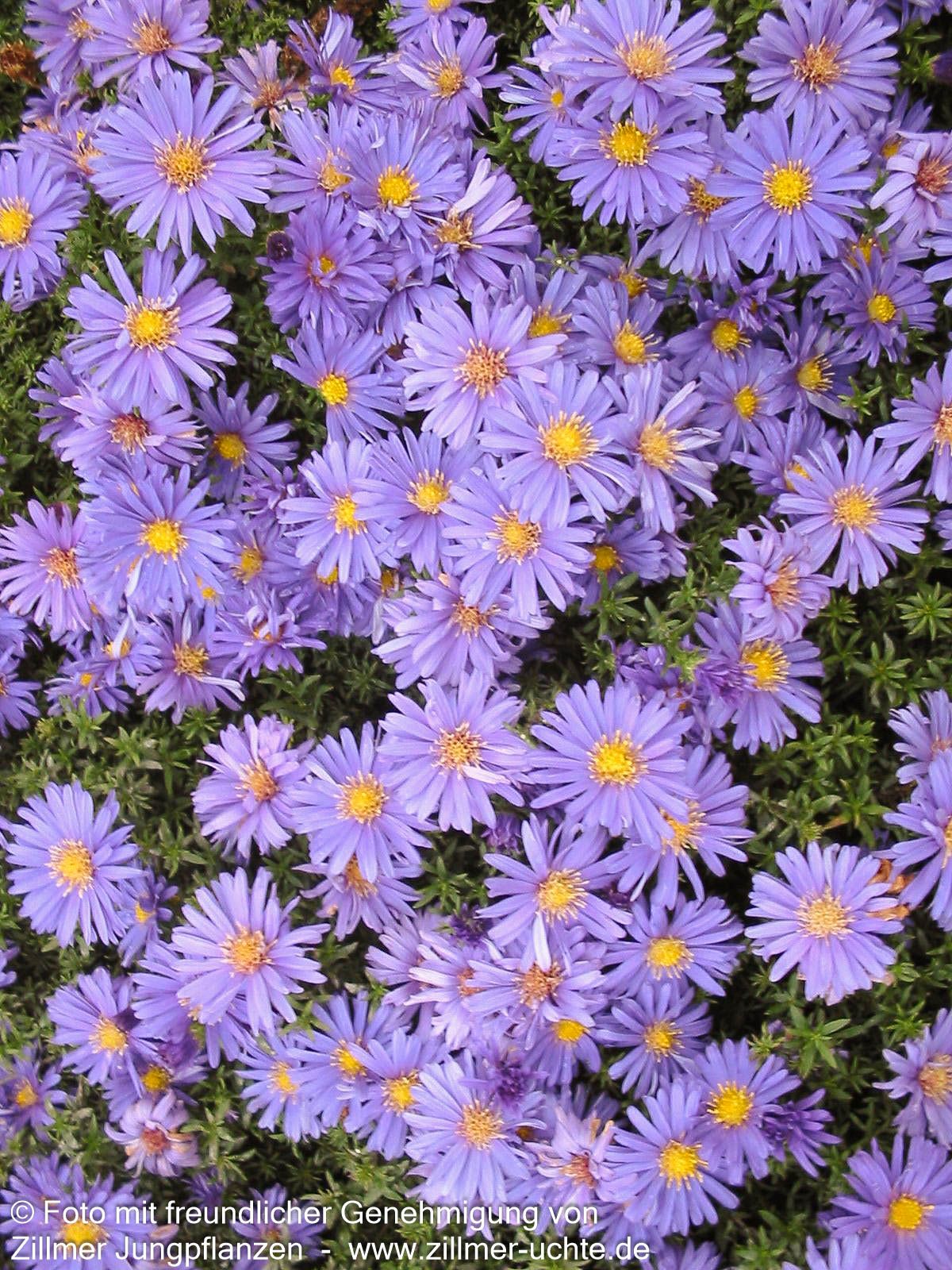 Kissen-Aster 'Augenweide' (Aster dumosus)