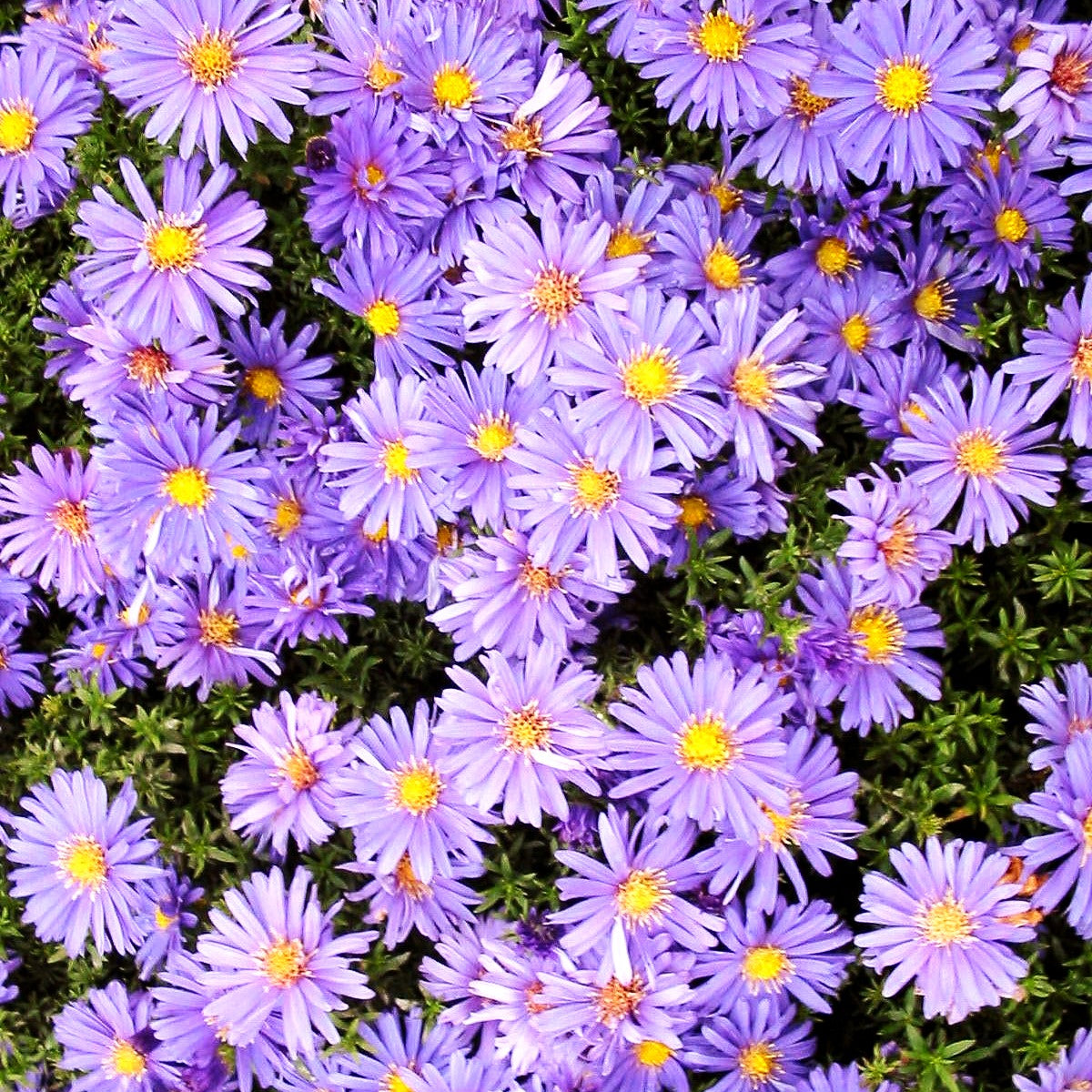Kissen-Aster 'Augenweide' (Aster dumosus)