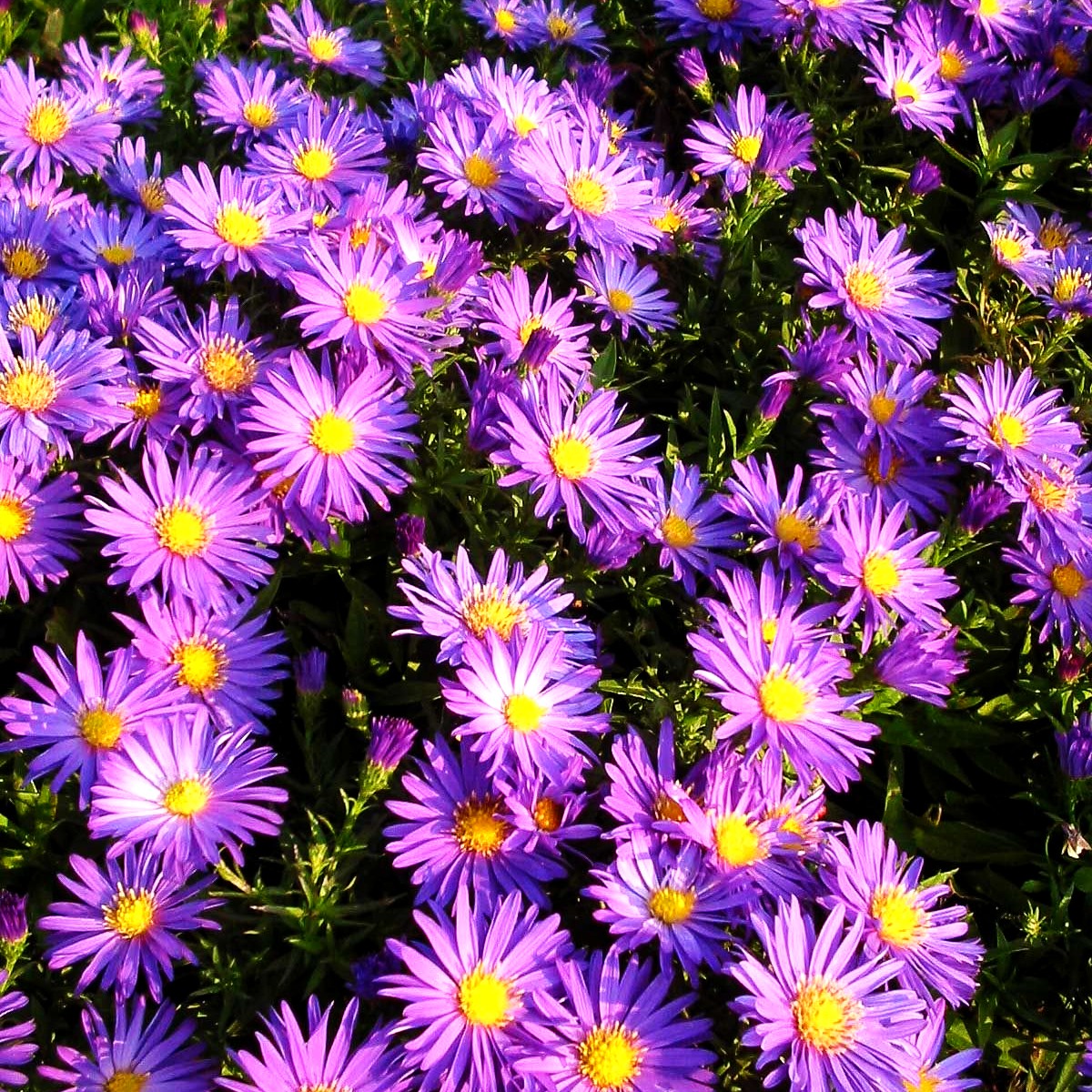 Kissen-Aster 'Augenweide' (Aster dumosus)