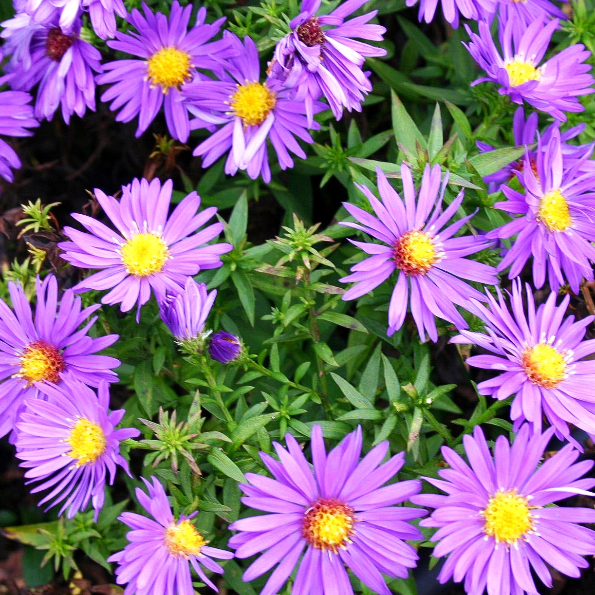 Kissen-Aster 'Augenweide' (Aster dumosus)
