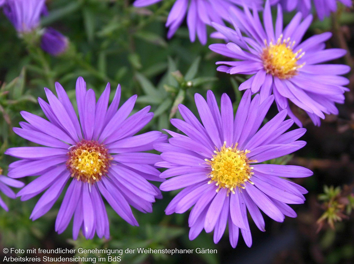 Kissen-Aster 'Augenweide' (Aster dumosus)