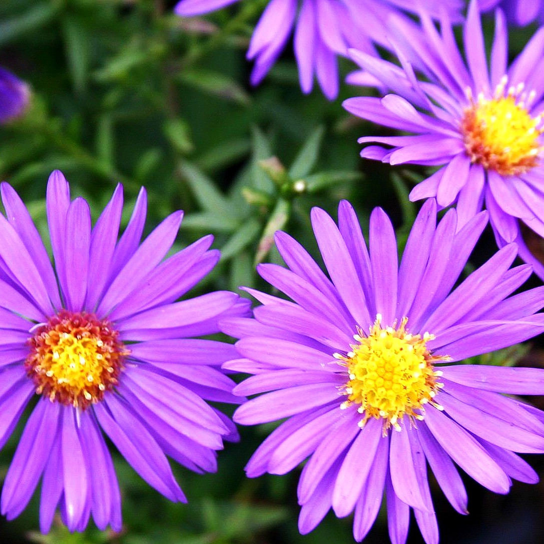 Kissen-Aster 'Augenweide' (Aster dumosus)