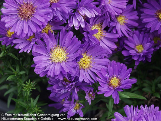 Kissen-Aster 'Azurit' (Aster dumosus)
