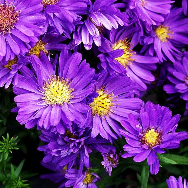 Kissen-Aster 'Azurit' (Aster dumosus)