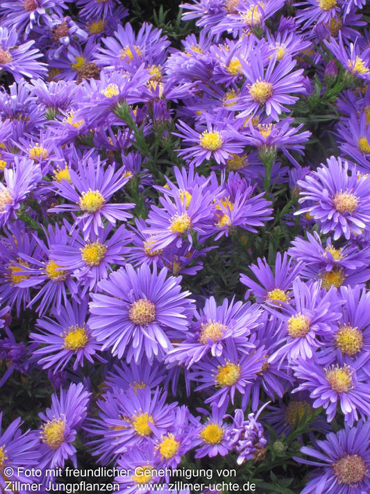 Kissen-Aster 'Blaue Lagune' (Aster dumosus)