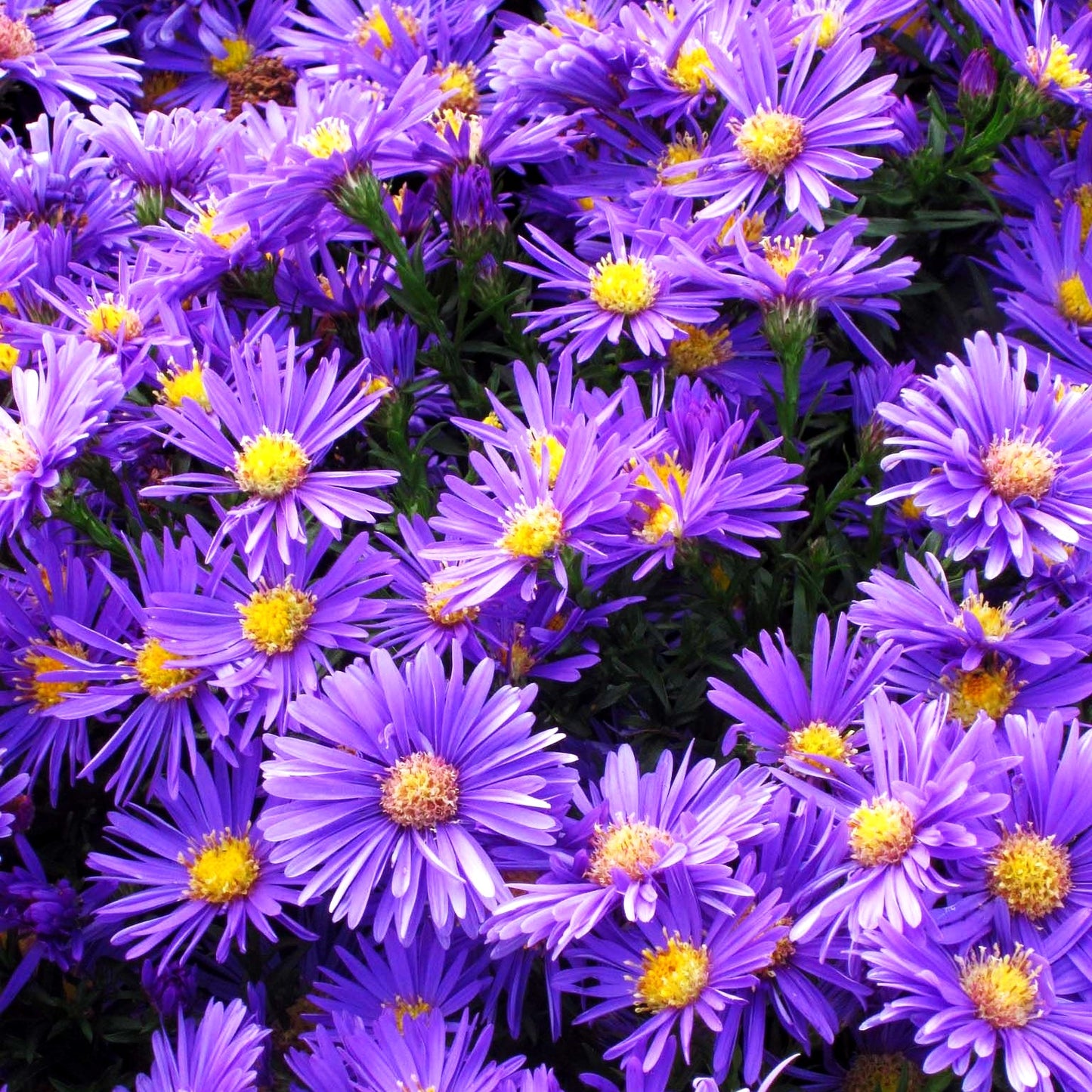 Kissen-Aster 'Blaue Lagune' (Aster dumosus)