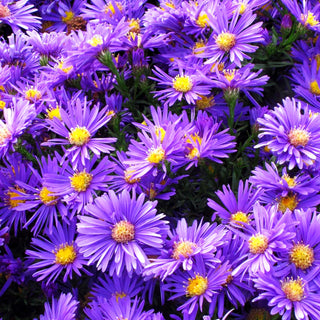 Kissen-Aster 'Blaue Lagune' (Aster dumosus)