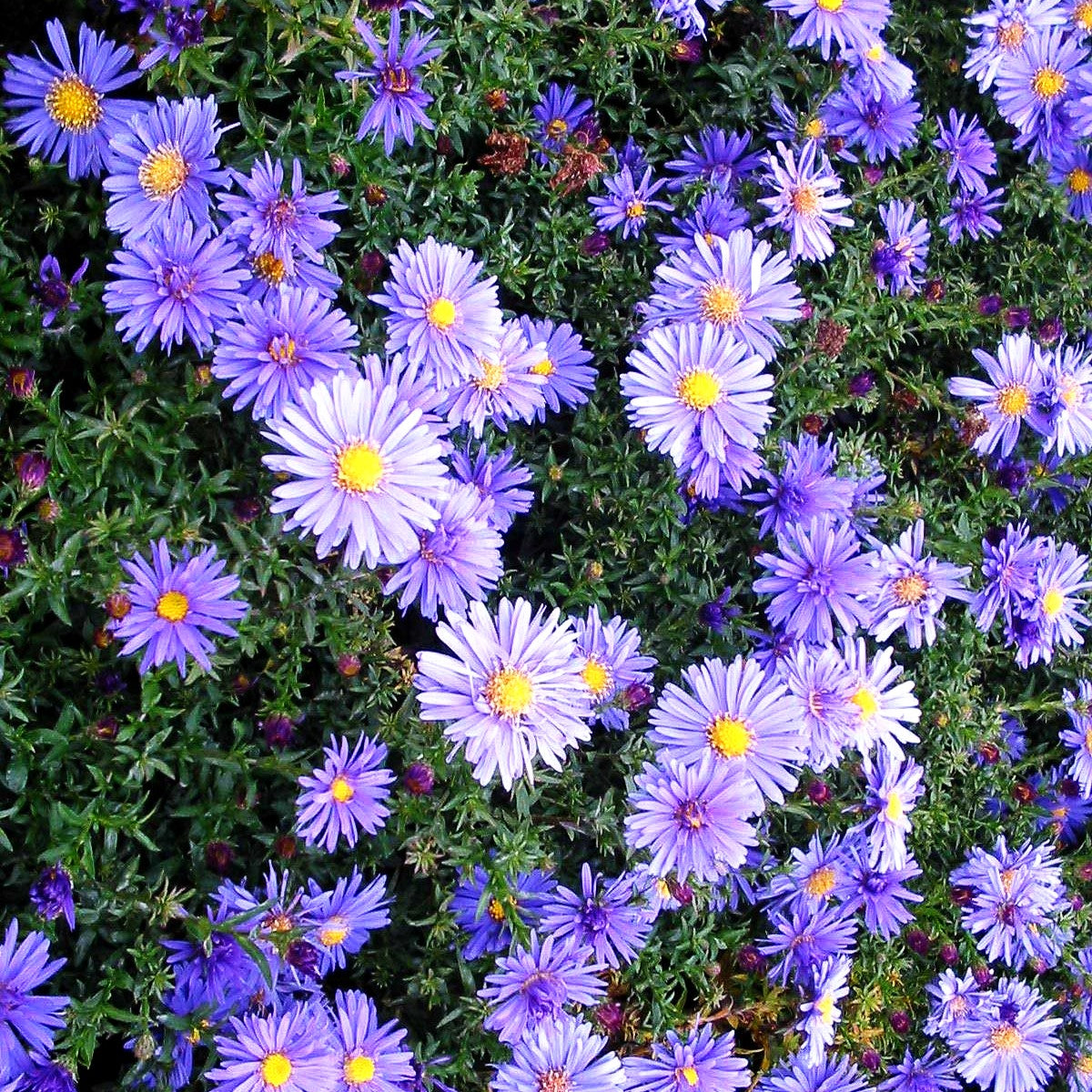 Kissen-Aster 'Blaue Lagune' (Aster dumosus)