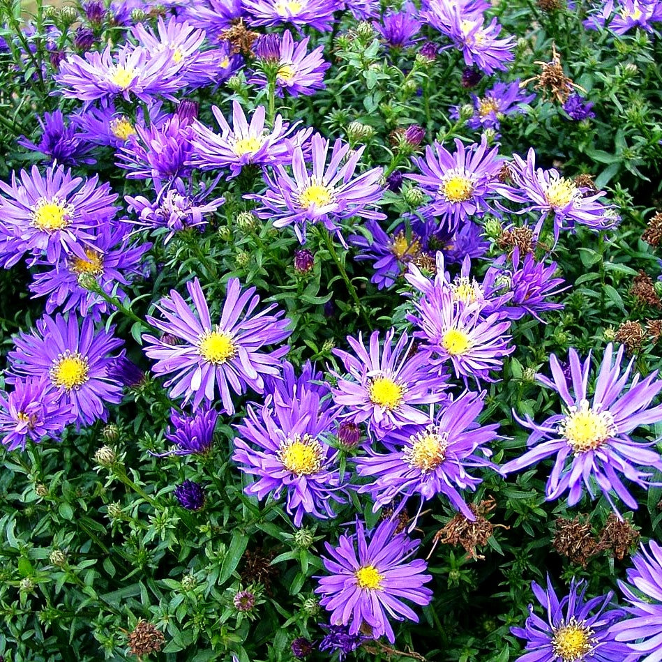 Kissen-Aster 'Blaue Lagune' (Aster dumosus)