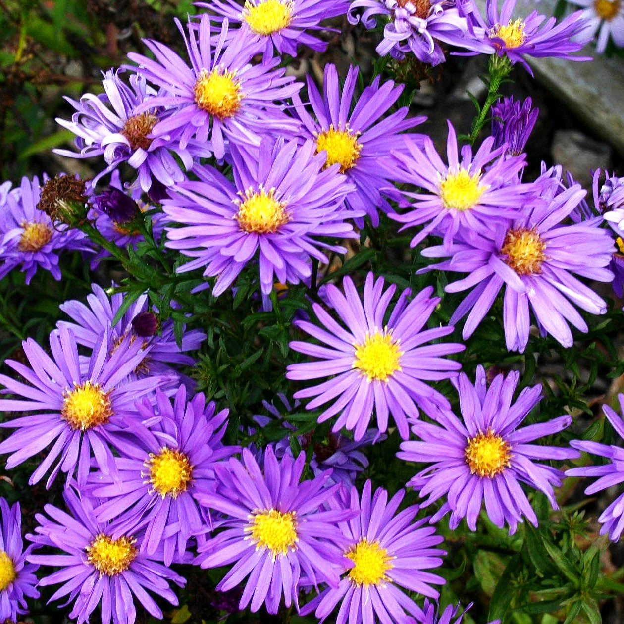 Kissen-Aster 'Blaue Lagune' (Aster dumosus)
