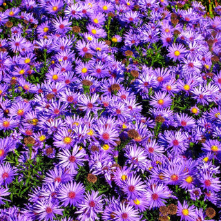 Kissen-Aster 'Blauer Gletscher' (Aster dumosus)