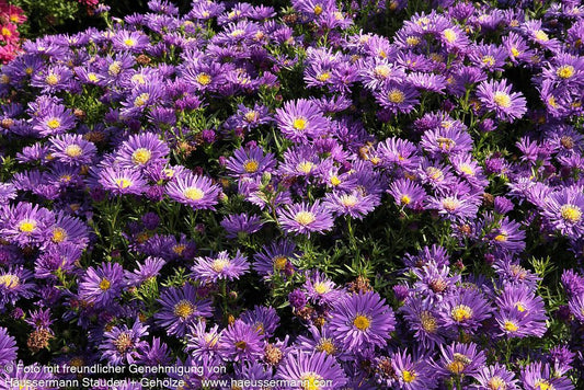 Kissen-Aster 'Blue Lapis' (Aster dumosus)