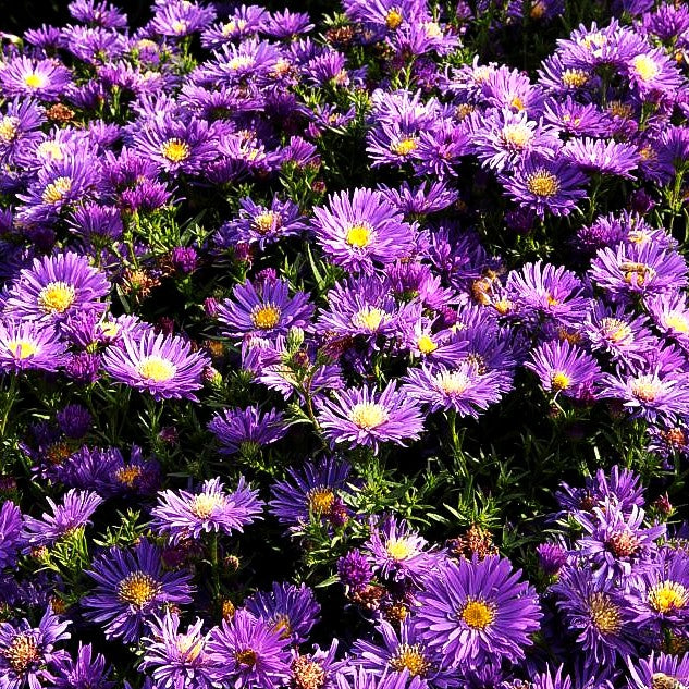 Kissen-Aster 'Blue Lapis' (Aster dumosus)