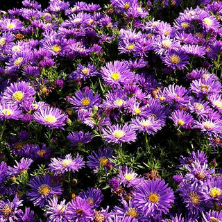 Kissen-Aster 'Blue Lapis' (Aster dumosus)
