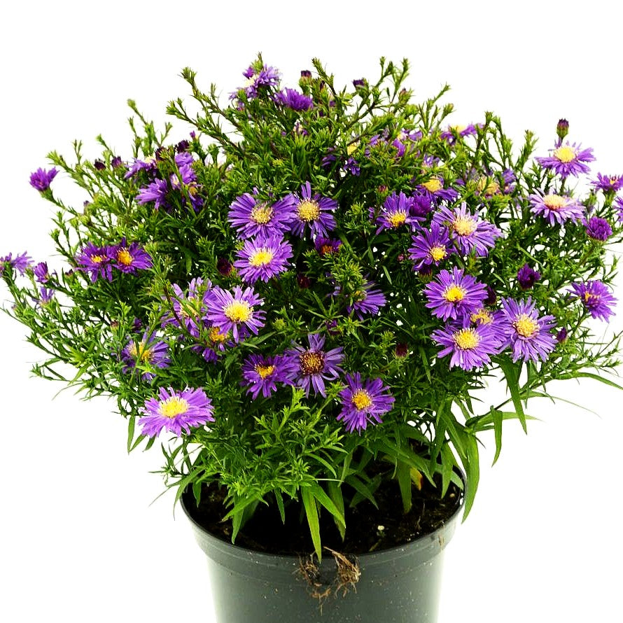 Kissen-Aster 'Blue Lapis' (Aster dumosus)