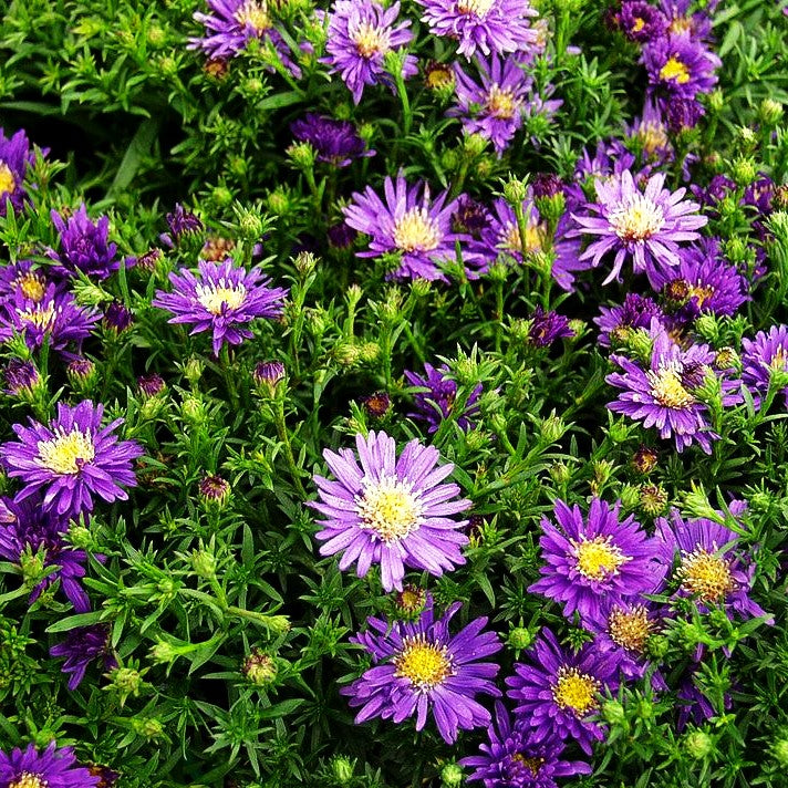 Kissen-Aster 'Blue Lapis' (Aster dumosus)