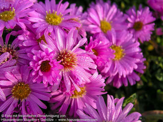Kissen-Aster 'Diana' (Aster dumosus)