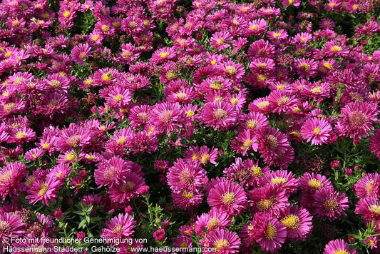 Kissen-Aster 'Granat' (Aster dumosus)