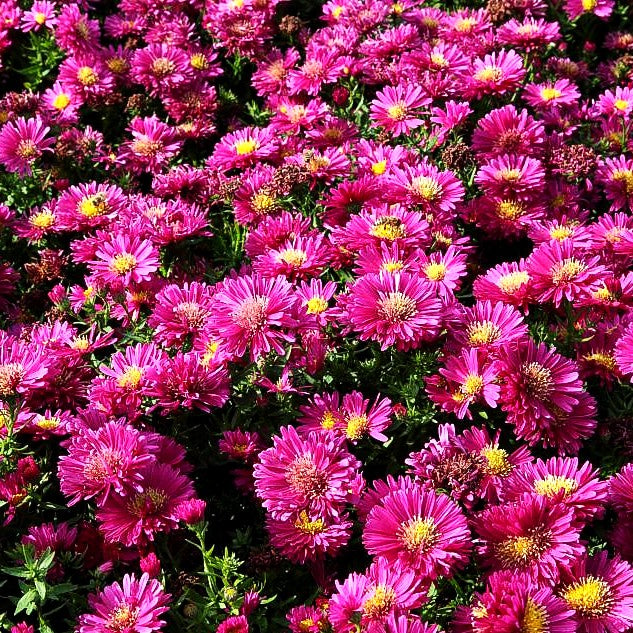 Kissen-Aster 'Granat' (Aster dumosus)