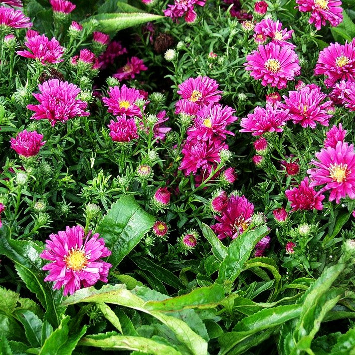Kissen-Aster 'Granat' (Aster dumosus)
