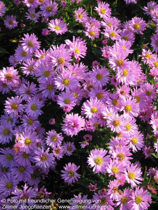 Kissen-Aster 'Herbstgruß v.Bresserhof' (Aster dumosus)
