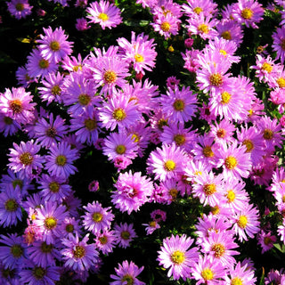 Kissen-Aster 'Herbstgruß v.Bresserhof' (Aster dumosus)