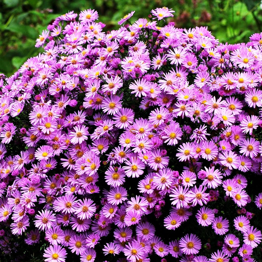 Kissen-Aster 'Herbstgruß v.Bresserhof' (Aster dumosus)