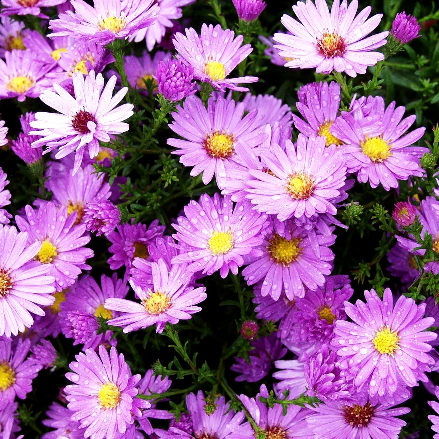 Kissen-Aster 'Herbstgruß v.Bresserhof' (Aster dumosus)