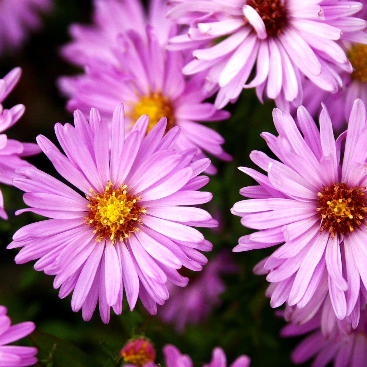 Kissen-Aster 'Herbstgruß v.Bresserhof' (Aster dumosus)