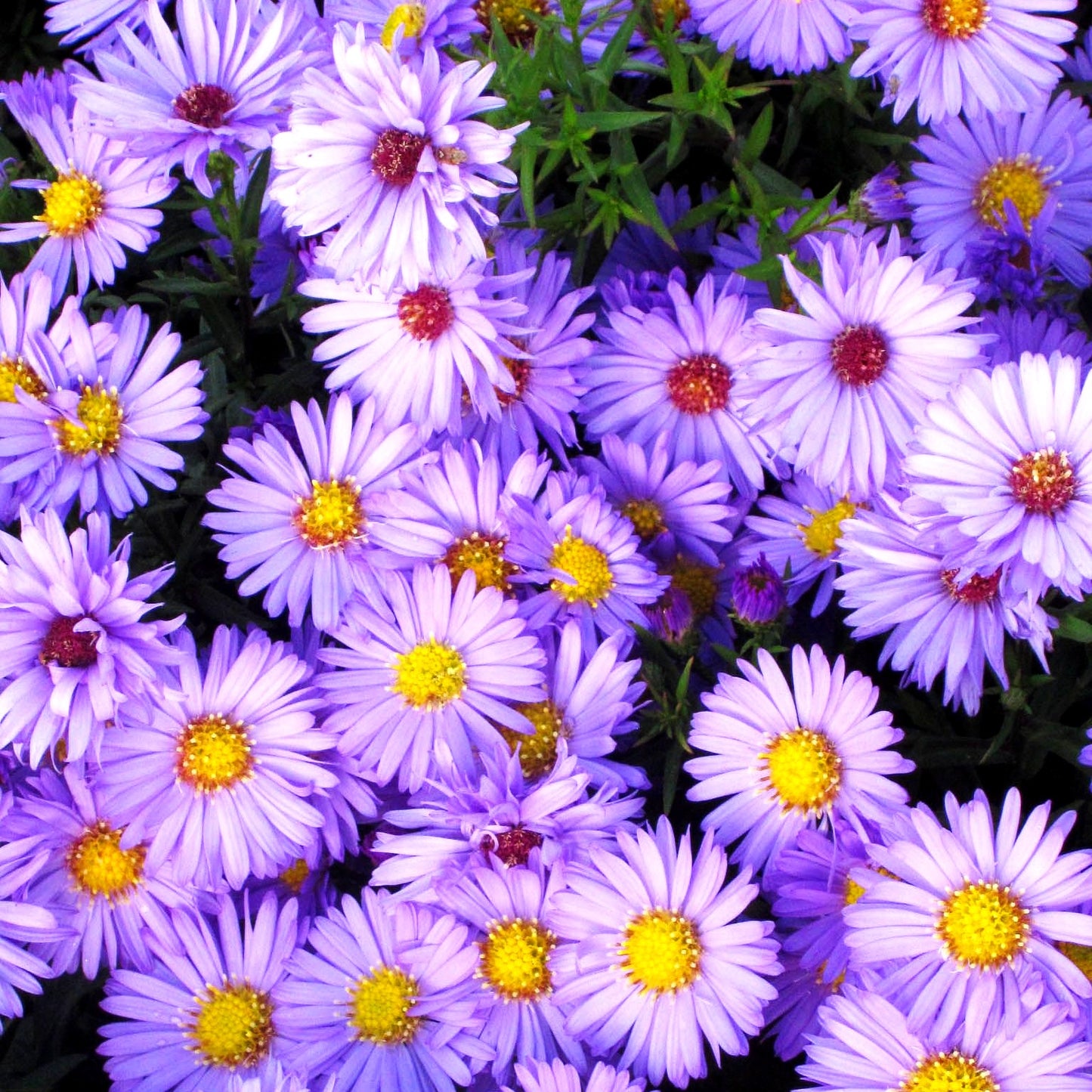 Kissen-Aster 'Herbstpurzel' (Aster dumosus)