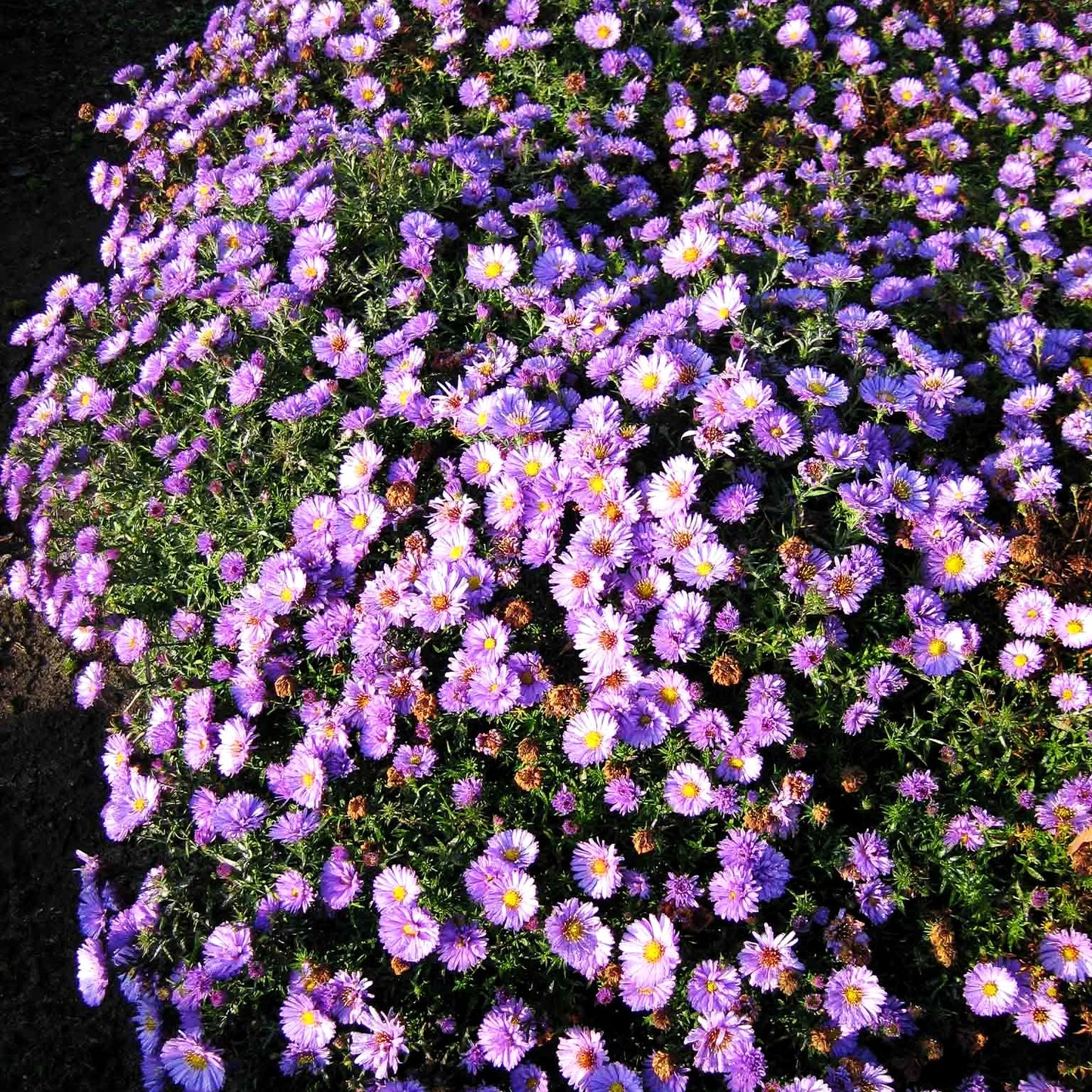 Kissen-Aster 'Herbstpurzel' (Aster dumosus)