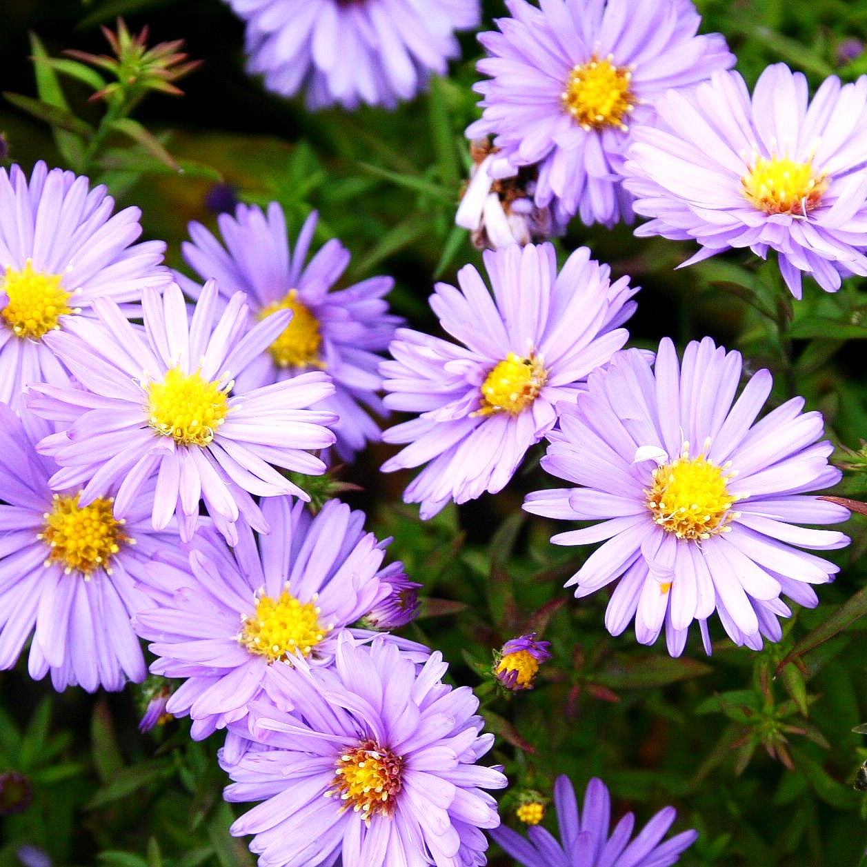 Kissen-Aster 'Herbstpurzel' (Aster dumosus)