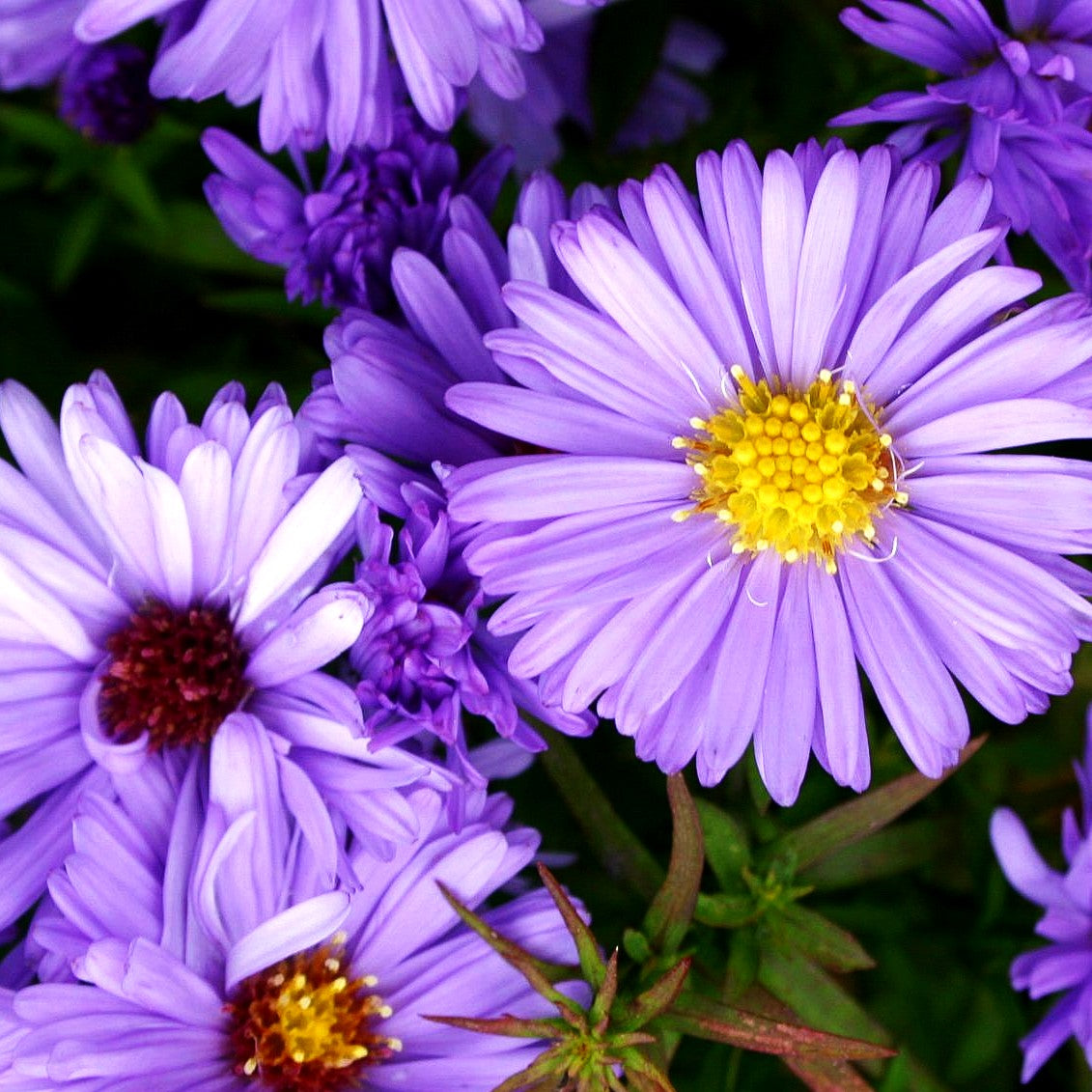 Kissen-Aster 'Herbstpurzel' (Aster dumosus)