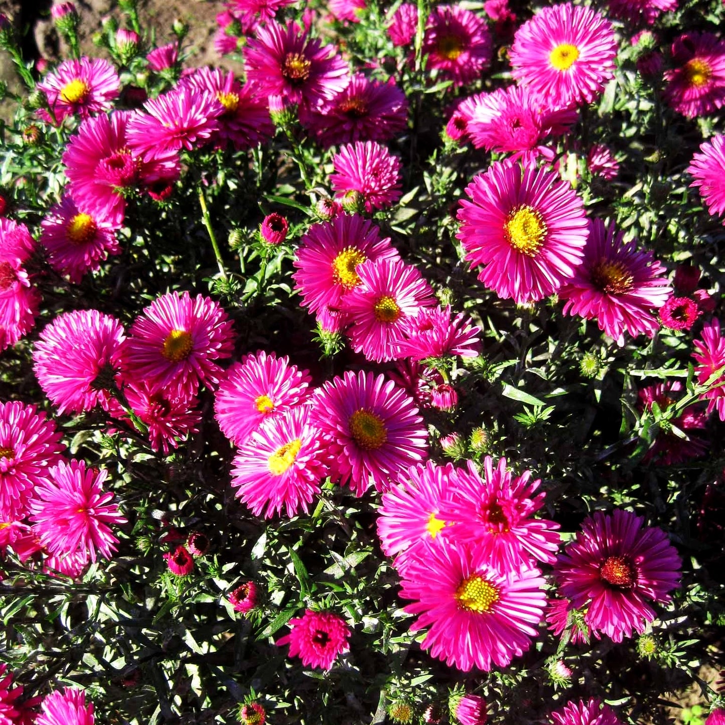 Kissen-Aster 'Jenny' (Aster dumosus)