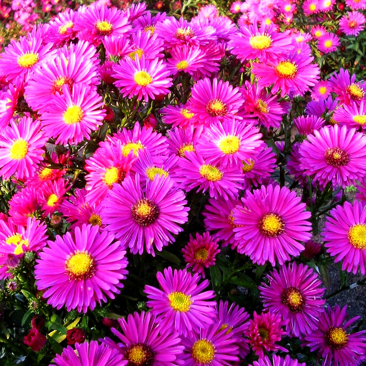 Kissen-Aster 'Jenny' (Aster dumosus)