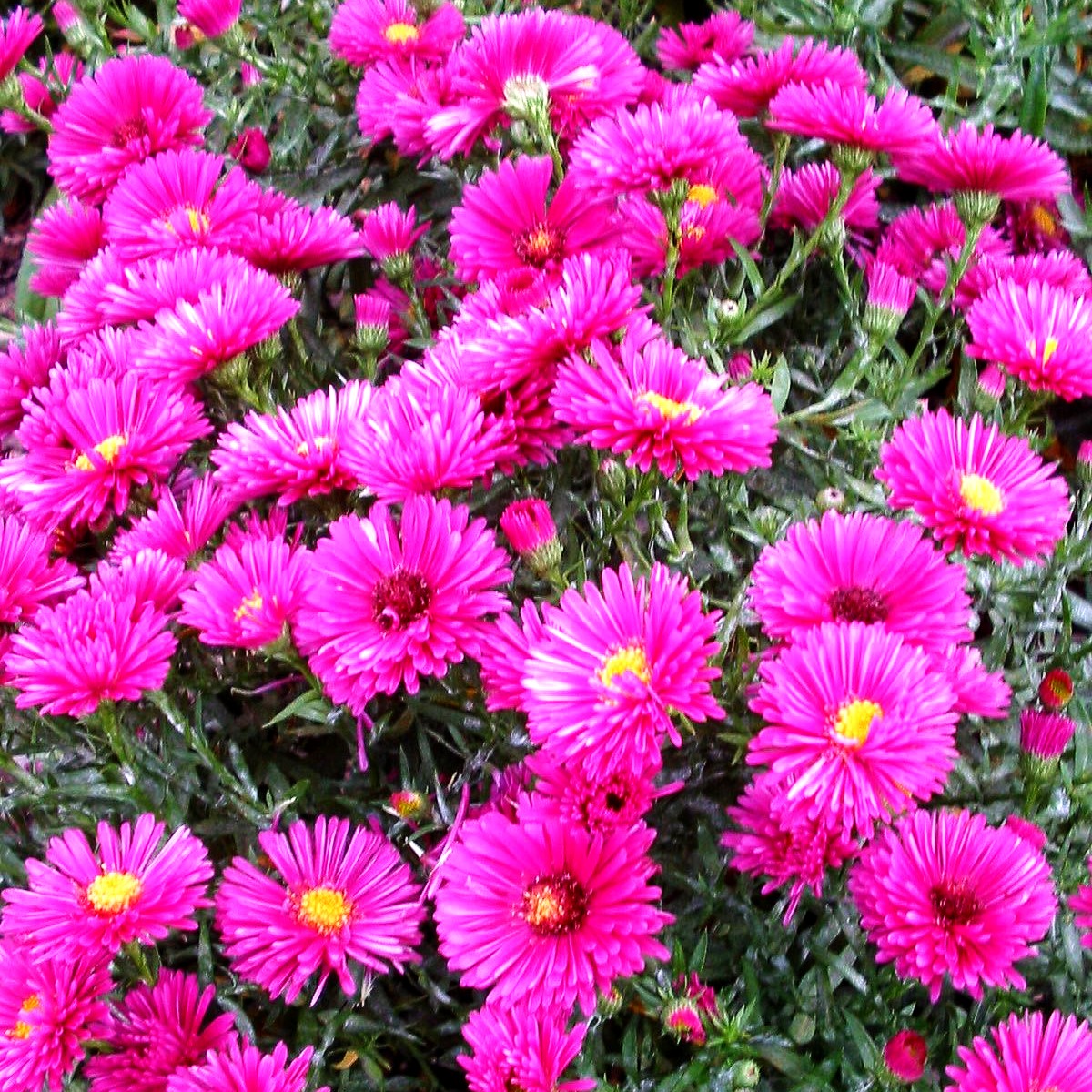 Kissen-Aster 'Jenny' (Aster dumosus)