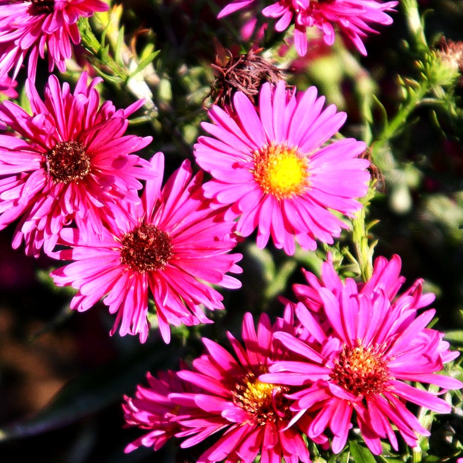Kissen-Aster 'Jenny' (Aster dumosus)
