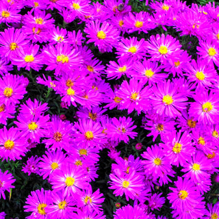Kissen-Aster 'Kassel' (Aster dumosus)