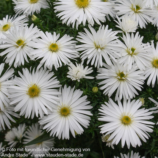 Kissen-Aster 'Kristina' (Aster dumosus)