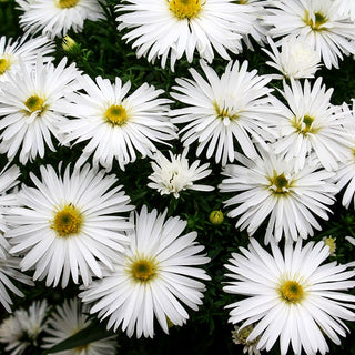 Kissen-Aster 'Kristina' (Aster dumosus)
