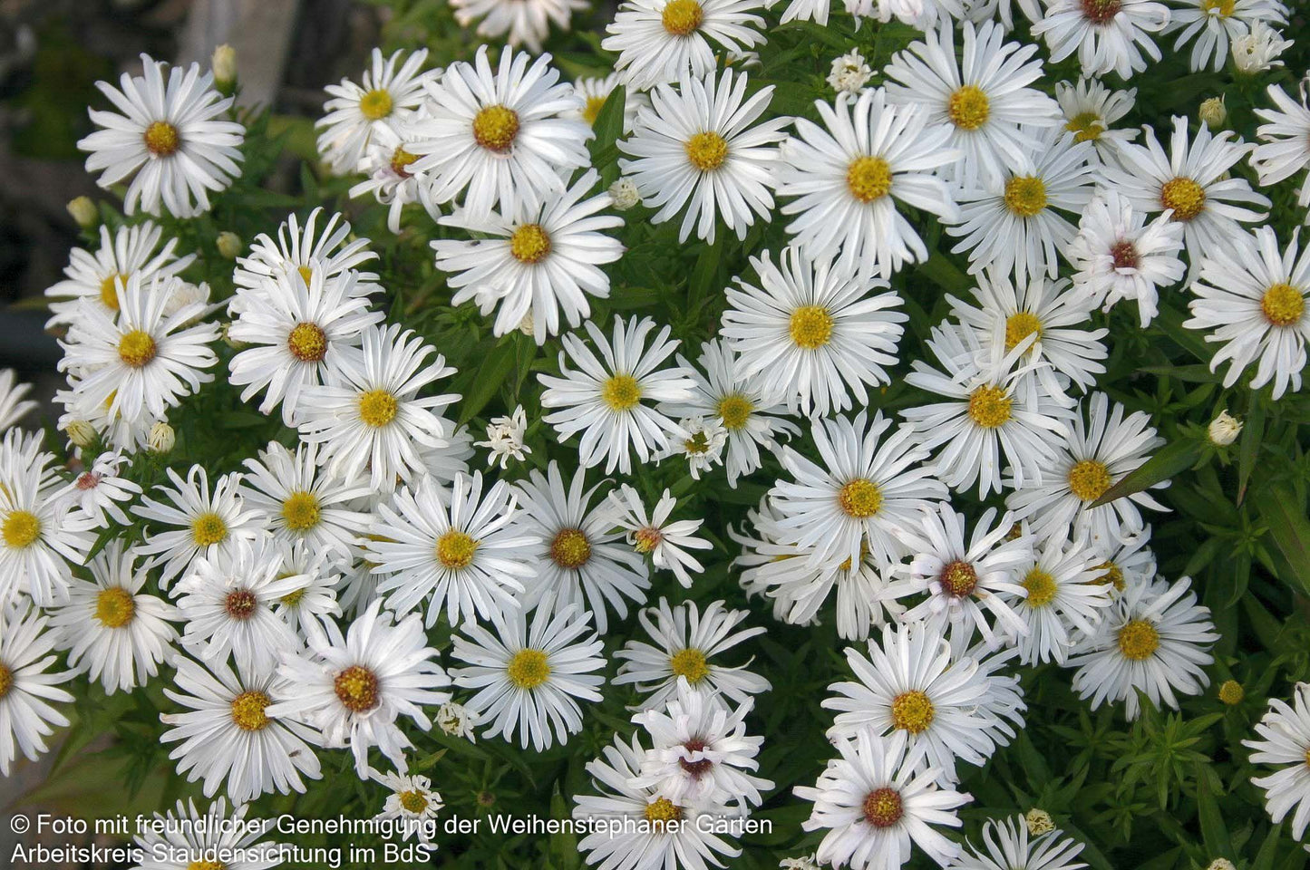 Kissen-Aster 'Kristina' (Aster dumosus)