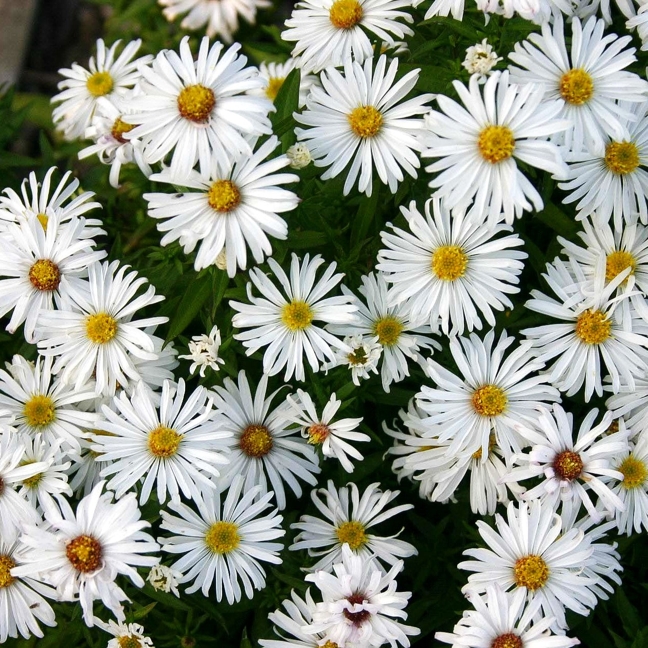 Kissen-Aster 'Kristina' (Aster dumosus)