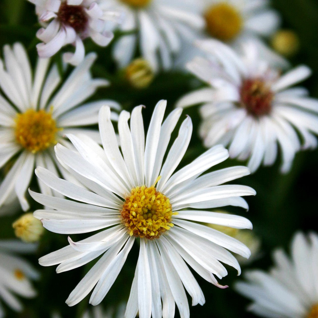 Kissen-Aster 'Kristina' (Aster dumosus)