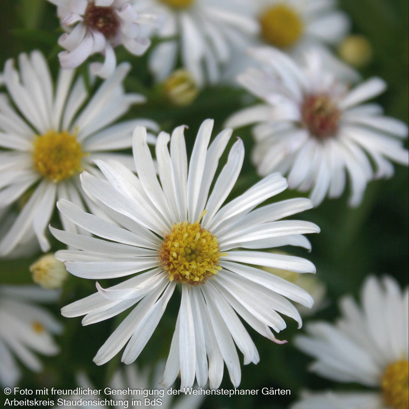 Kissen-Aster 'Kristina' (Aster dumosus)
